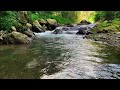 Natural Forest Water Flowing, Serene Water Sounds Nature Scene, Enchanted Forest River Ambience