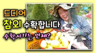 드디어 참외 수확합니다 : 참외 수확시기는 언제가 좋을까요? [자연을 닮은 사람들]