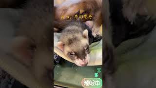 横浜　おやすみ中のマウンテンビューちゃん達 #フェレットワールド #フェレット #フェレットのいる生活 #ショート