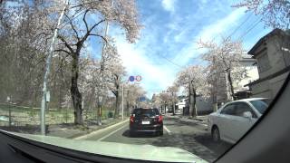 山形市馬見ヶ崎川の桜吹雪 falling cherry blossom petals  FDR-X1000V 4K 30p