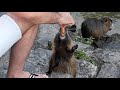 nutria coypu funny cute