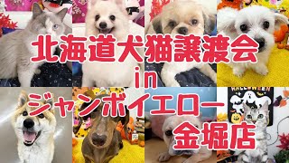 令和4年10月28.29.30日☆北海道犬猫譲渡会inジャンボイエロー金堀店