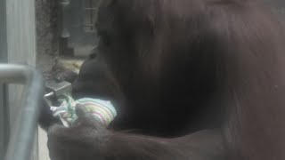 ジュリーさんの拭き掃除　Julie's cleaning time　　オランウータン　多摩動物公園