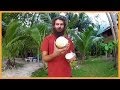 DELICIOUS SPROUTED COCONUT