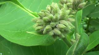 Mutant Conjoined Leaf Milkweed 6-10-2018 | Organic Slant