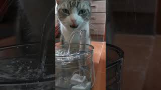 #shorts  #自動給水器を飲んでいる猫の姿 シリーズ07 #猫 #給水器 #猫のいる暮らし #猫のいる生活 #猫可愛い