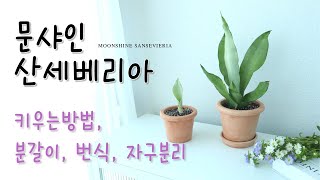 문샤인 산세베리아 키우기, 번식, 분갈이, 자구분리 공기정화식물 (moonshine sansevieria)