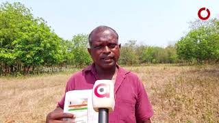 Cashew plantation on 10 hectares of land Vanishes in Mayurbhanj, was it only on Pen and Paper?