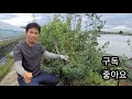 과일나무 접목 간단하게 하는법 녹지접 지금해야 복숭아.자두 우량 품종 접목시기a simple method of grafting fruit trees into green paper.