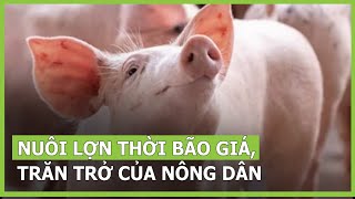 Nuôi lợn thời bão giá, trăn trở của người nông dân | VTC16