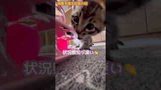 たまらん可愛い時期、保護5日目の様子#保護子猫#cats#Kitten#保護猫の日常