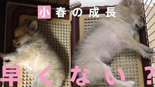 我が家に来てから2カ月の成長【ポメチー犬】