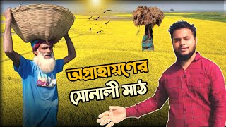 বাংলার কৃষকের জীবন: ধান, সরিষা ও খিরাইয়ের আখ্যান। Beautiful village in Bangladesh