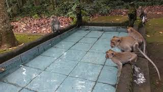 Fishing monkeys with corn so they want to swim in the pond [4] #TuabangMonkey