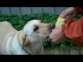 cooper the corn tester