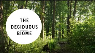 Explore the Stunning Seasons of North America's Temperate Deciduous Forest! [6 of 9 Biomes]