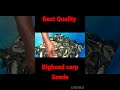 Bighead carp seeds #fish #shorts