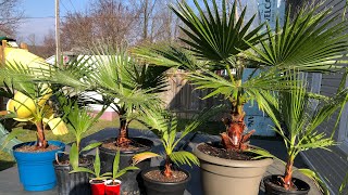 How to grow Washingtonia robusta part 17(15 months update)