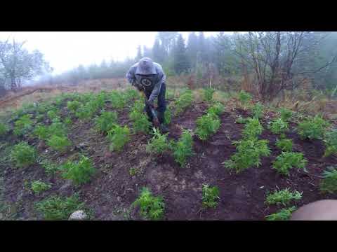 out door grow canada out door grow canada