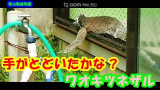 ワオキツネザル、🐵、東山動植物園、🐒手がとどくように。🌟、キツネザル上科、キツネザル科、キツネザル下目、アイアイ、シファカ属、シロクロエリマキキツネ、ネズミキツネザル科、インドリ、Zoo、