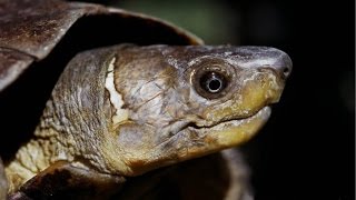 Poaching, Illegal Wildlife Trade and the Philippine Turtle Crisis