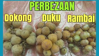 DOKONG vs DUKU vs RAMBAI. Perbezaaan Dari Aspek Buah