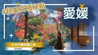 【日本中國四國之旅】「愛媛篇」の超美賞楓秘點＋大洲市景點美食推介