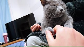 【猫動画】まったりタイムに爪の長さをチェックされるロシアンブルー【russianblue】Russian blue whose nail length is checked