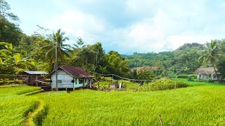 SUNGGUH INDAH❗Pemandangan Alam Di Kampung Tasikmalaya Selatan,Bikin Tenang Hati, PEDESAAN JAWA BARAT