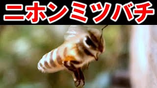 ニホンミツバチ内検、採蜜可否の判断  Japanese honeybee