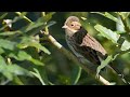 the little bunting emberiza pusilla