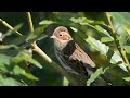 the little bunting emberiza pusilla