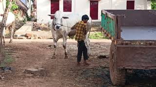 రైతు ఆంజనేయులు గారి పాల పళ్ళ గిత్తలు. దాసరి పల్లె గ్రామం,దువ్వూరు మండలం,కడప జిల్లా.