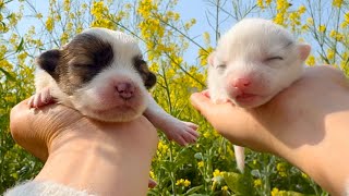 Wow! I’m raising a newborn puppy and fox 🦊🐶. In just 3 days, they changed in an amazing way! ❤️👍