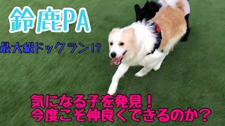 【ボーダーコリー】鈴鹿PAに最大級のドックランができました♪【トイプードル】