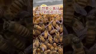 记录养蜂人 #shortvideo