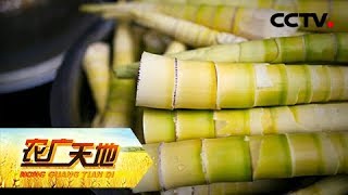 《农广天地》花样狗牛花样笋 20190220 | CCTV农业