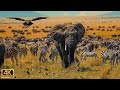 4K African Wildlife: The World's Greatest Migration from Tanzania to Kenya With Real Sounds #24
