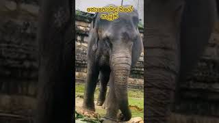 කොහොමද අලි බට්ටගෙ ඩාන්ස් එක..🐘😍❤️ දළදා මාලිගාවේ ඇලි පැටියෙක්.#srilanka #beautysrilanka #babyelephant