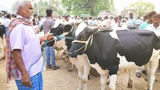 karimangalam cow market/காரிமங்கலம் மாட்டு சந்தை/கிடாரிகள் கைகறவை சினை மாடுகள்.