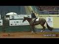 a judge s perspective 2017 aqha world senior hunter hack world champion