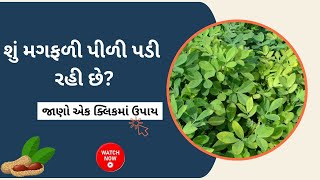 મગફળી પીળી પડવાના કારણો | મગફળીની પીળાશની દવા | Groundnut crop deficiency |Magfli pidi thvi