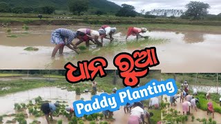 Paddy Planting | ଧାନ ରୁଆ |