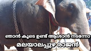 പാപ്പാൻ മനീഷിന് പിന്നാലെ പോകുന്ന 🐘മലയാലപ്പുഴ രാജന്റെ 🐘♥️ ദൃശ്യം. 𝓜𝓪𝓷𝓪𝓽𝓱𝓪𝓻𝓪𝔂𝓲𝓵 𝓶𝓮𝓭𝓲𝓪