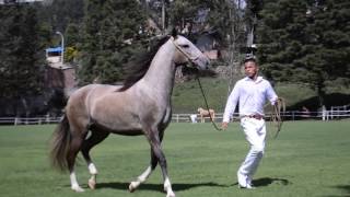 Caballo Peruano de Paso