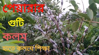 পেয়ারার গুটি কলম,  হাতে কলমে শিক্ষা... guava guafting.