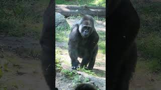 A female Gorilla walks towards the glass wall to watch visitors.