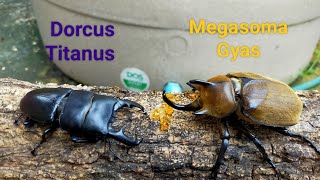 EP.08 Dorcus Titanus vs Megasoma Gyas  Stagbeetle and Rhinocerosbeetle battle