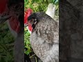 【鶏日記】念入りにクロのお尻を掃除 にわとりこ にわとり coq hens hens poules ニワトリ 雄鶏 鶏 鶏日記 卵 庭