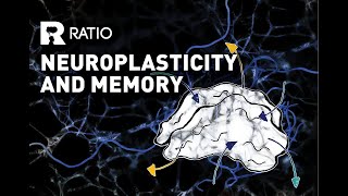 Alain Buisson: Neuroplasticity and memory: How does experience modify our brain’s organisation?